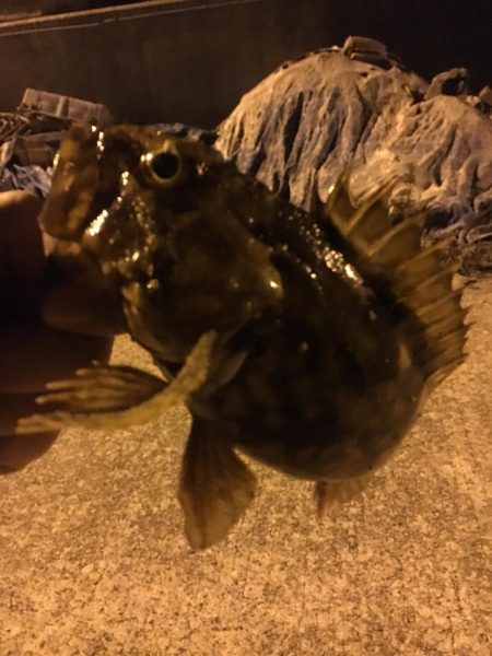 極寒のガシリングで6目釣り